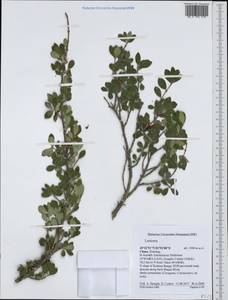 Lonicera, South Asia, South Asia (Asia outside ex-Soviet states and Mongolia) (ASIA) (China)