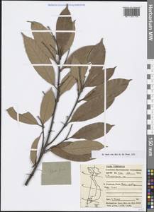 Lithocarpus, South Asia, South Asia (Asia outside ex-Soviet states and Mongolia) (ASIA) (Vietnam)