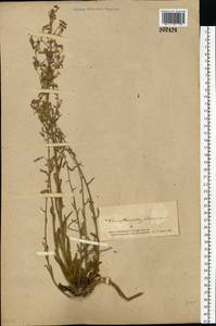 Campanula sibirica L., Eastern Europe, South Ukrainian region (E12) (Ukraine)