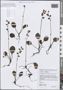 Pyrola rotundifolia L., Siberia, Baikal & Transbaikal region (S4) (Russia)