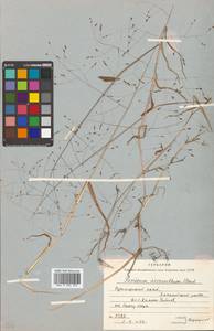 Panicum bisulcatum Thunb., Siberia, Russian Far East (S6) (Russia)