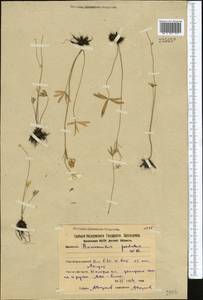 Ranunculus pedatus Waldst. & Kit., Middle Asia, Northern & Central Kazakhstan (M10) (Kazakhstan)