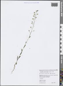 Camelina microcarpa Andrz. ex DC., Siberia, Baikal & Transbaikal region (S4) (Russia)