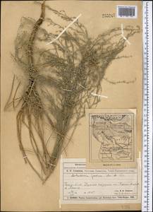 Artemisia juncea Kar. & Kir., Middle Asia, Muyunkumy, Balkhash & Betpak-Dala (M9) (Kazakhstan)