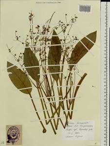 Alisma lanceolatum With., Eastern Europe, Estonia (E2c) (Estonia)