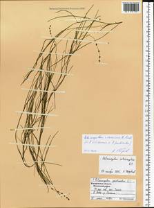 Stuckenia pectinata (L.) Börner, Eastern Europe, Central forest region (E5) (Russia)