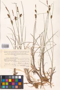 Carex rotundata Wahlenb., Eastern Europe, Northern region (E1) (Russia)