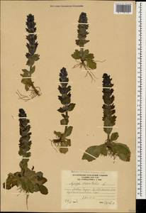 Ajuga orientalis L., Caucasus, South Ossetia (K4b) (South Ossetia)