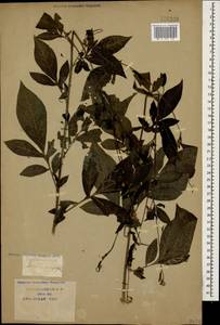Klasea quinquefolia (Willd.) Greuter & Wagenitz, Caucasus, Krasnodar Krai & Adygea (K1a) (Russia)