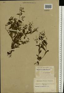 Myosotis sparsiflora J. C. Mikan ex Pohl, Eastern Europe, South Ukrainian region (E12) (Ukraine)