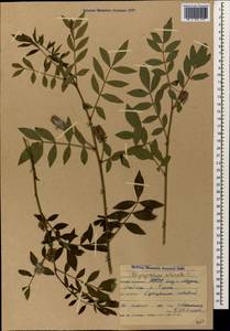 Glycyrrhiza echinata L., Caucasus, North Ossetia, Ingushetia & Chechnya (K1c) (Russia)
