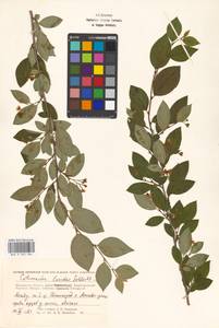 Cotoneaster acutifolius Turcz., Eastern Europe, Moscow region (E4a) (Russia)