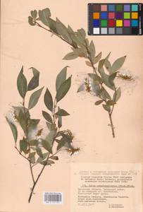 Salix pseudopentandra (Flod.) Flod., Siberia, Baikal & Transbaikal region (S4) (Russia)