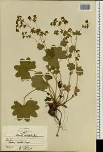 Alchemilla schistophylla Juz., Eastern Europe, Moscow region (E4a) (Russia)