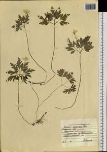 Anemone amurensis (Korsh.) Kom., Siberia, Russian Far East (S6) (Russia)