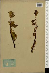 Capparis spinosa var. herbacea (Willd.) Fici, Caucasus, Dagestan (K2) (Russia)