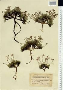Chamaerhodos trifida Ledeb., Siberia, Baikal & Transbaikal region (S4) (Russia)
