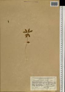 Corydalis arctica Popov, Siberia, Central Siberia (S3) (Russia)