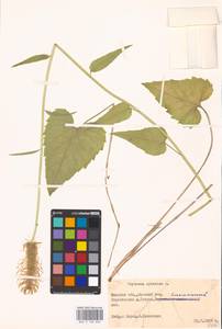 Phyteuma spicatum L., Eastern Europe, Belarus (E3a) (Belarus)