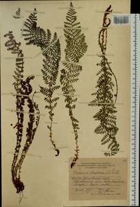 Dryopteris fragrans (L.) Schott, Siberia, Russian Far East (S6) (Russia)