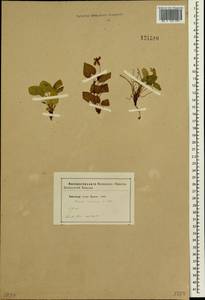 Viola canina L., Siberia (no precise locality) (S0) (Russia)