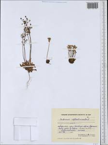 Androsace septentrionalis L., Siberia, Chukotka & Kamchatka (S7) (Russia)