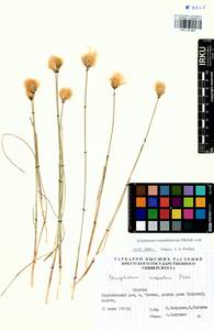 Eriophorum chamissonis C.A.Mey., Siberia, Baikal & Transbaikal region (S4) (Russia)