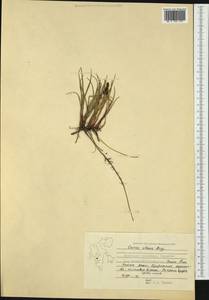 Carex aquatilis Wahlenb., Western Europe (EUR) (Svalbard and Jan Mayen)