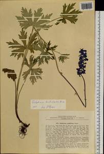 Delphinium crassifolium Schrad. ex Spreng., Siberia, Russian Far East (S6) (Russia)