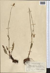 Bistorta elliptica (Willd. ex Spreng.) Kom., Middle Asia, Pamir & Pamiro-Alai (M2) (Kyrgyzstan)