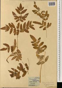 Osmundastrum claytonianum, South Asia, South Asia (Asia outside ex-Soviet states and Mongolia) (ASIA) (Japan)