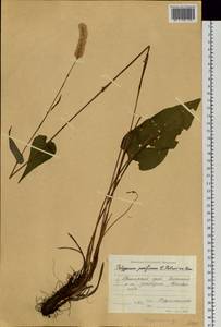 Bistorta officinalis subsp. pacifica (Petrov ex Kom.) Yonek., Siberia, Russian Far East (S6) (Russia)