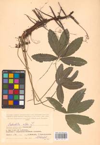 Potentilla alba L., Eastern Europe, Western region (E3) (Russia)