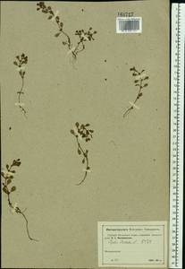 Lythrum portula (L.) D. A. Webb, Eastern Europe, Moscow region (E4a) (Russia)