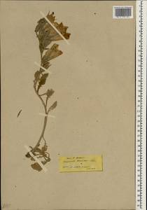 Campanula tomentosa Lam., South Asia, South Asia (Asia outside ex-Soviet states and Mongolia) (ASIA) (Turkey)