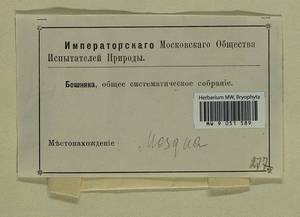 Lewinskya striata (Hedw.) F. Lara, Garilleti & Goffinet, Bryophytes, Bryophytes - Moscow City & Moscow Oblast (B6a) (Russia)