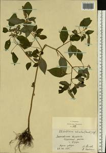 Elsholtzia ciliata (Thunb.) Hyl., Eastern Europe, Moscow region (E4a) (Russia)