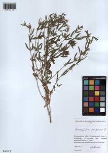 Dracocephalum peregrinum L., Siberia, Altai & Sayany Mountains (S2) (Russia)