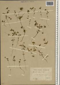 Asperula setosa Jaub. & Spach, South Asia, South Asia (Asia outside ex-Soviet states and Mongolia) (ASIA) (Iran)