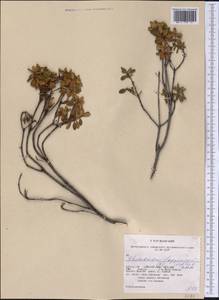 Rhododendron lapponicum (L.) Wahlenb., America (AMER) (United States)