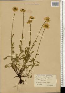 Anthemis cretica subsp. saportana (Albov) Chandjian, Caucasus, Krasnodar Krai & Adygea (K1a) (Russia)