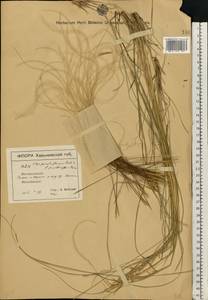 Stipa pennata L., Eastern Europe, North Ukrainian region (E11) (Ukraine)