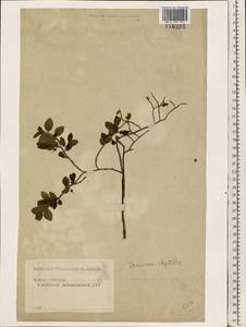 Vaccinium myrtillus L., Eastern Europe, Moscow region (E4a) (Russia)