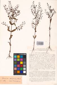 MHA 0 160 577, Veronica, Eastern Europe, Central forest-and-steppe region (E6) (Russia)