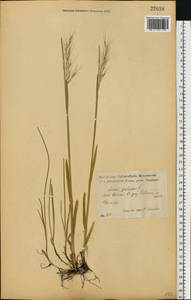 Helictochloa hookeri (Scribn.) Romero Zarco, Eastern Europe, Central forest-and-steppe region (E6) (Russia)