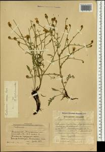 Centaurea ovina Pall. ex Willd., Caucasus, Armenia (K5) (Armenia)