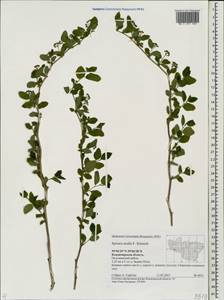 Spiraea media F. Schmidt, Eastern Europe, Central region (E4) (Russia)