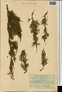 Juniperus sabina L., Caucasus, Dagestan (K2) (Russia)