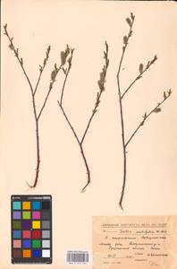 Salix acutifolia Willd., Caucasus, North Ossetia, Ingushetia & Chechnya (K1c) (Russia)