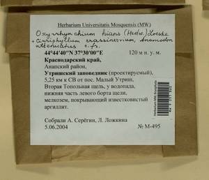 Pseudanomodon attenuatus (Hedw.) Ignatov & Fedosov, Bryophytes, Bryophytes - North Caucasus & Ciscaucasia (B12) (Russia)